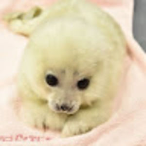 Meet your Posher, Asia